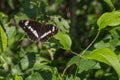 Kleiner Eisvogel (Limenitis camilla