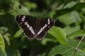 Kleiner Eisvogel (Limenitis camilla