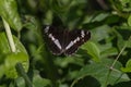 Kleiner Eisvogel (Limenitis camilla