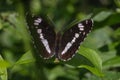 Kleiner Eisvogel (Limenitis camilla