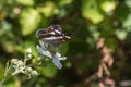 Kleiner Eisvogel (Limenitis camilla