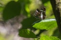 Kleiner Eisvogel (Limenitis camilla