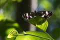 Kleiner Eisvogel (Limenitis camilla