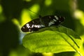 Kleiner Eisvogel (Limenitis camilla