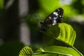 Kleiner Eisvogel (Limenitis camilla