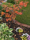 Kleiner Hamamelis-Baum mit rot-orangene HerbstblÃ¤tter und bunte Chrysanthemen auf einer Rabatte. Es ist Herbst.