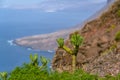 Kleinia Neriifolia Is Endemic On The Canary Islands