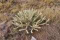 Succulent stem of Kleinia neriifolia plant