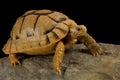 Kleinmann`s tortoise Testudo kleinmanni