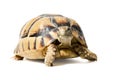 KleinmannÃÂ´s tortoise walking on a white background