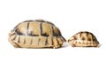 KleinmannÃÂ´s tortoises on a white background