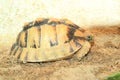 Kleinmann tortoise