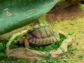 Kleinmann's tortoise (Testudo kleinmanni) under a green leaf