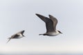 Kleinste Jager, Long-tailed Skua, Stercorarius longicaudus