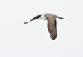 Kleinste Jager, Long-tailed Skua, Stercorarius longicaudus