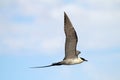 Kleinste Jager, Long-tailed Skua, Stercorarius longicaudus