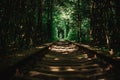 Klevan`s railway attraction - tunel of love with green walls in Rivne Oblast, Ukraine