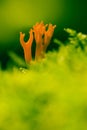 Kleverig koraalzwammetje, Yellow staghorn fungus, Calocera viscosa Royalty Free Stock Photo