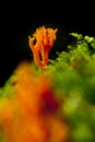 Kleverig koraalzwammetje; Yellow staghorn fungus; Calocera viscosa Royalty Free Stock Photo