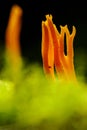 Kleverig koraalzwammetje; Yellow staghorn fungus; Calocera viscosa Royalty Free Stock Photo