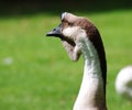Klingon goose Royalty Free Stock Photo