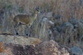 Klipspringer Royalty Free Stock Photo