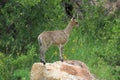 Klipspringer