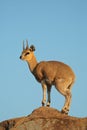 Klipspringer antelope on rock