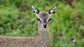 Klipspringer Closeup, Mapungubwe, Limpopo, SouthAfrica, WildLife Royalty Free Stock Photo