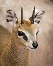 Klipspringer