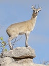 klipspringer Royalty Free Stock Photo