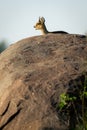 Klipspringer lies on rock beneath blue sky