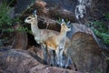Klipspringer Oreotragus oreotragus ewe with lamb 1 Royalty Free Stock Photo