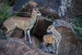 Klipspringer Oreotragus oreotragus ewe with lamb Royalty Free Stock Photo