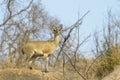 Klipspringer on rock, Low angle view