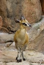 Klipspringer 703503