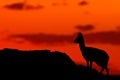 Klipspringer Silhouette Royalty Free Stock Photo