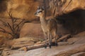 Klipspringer Standing on a Cliff Royalty Free Stock Photo