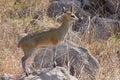 Klipspringer standing on a rock Royalty Free Stock Photo