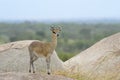 Klipspringer Royalty Free Stock Photo