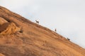 Klipspringer standing on rocks. Royalty Free Stock Photo