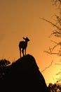 Klipspringer sunset Royalty Free Stock Photo