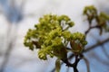 Klon zwyczajny, acer platanoides, norway maple