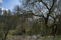 Obermarchtal Abbey Behind Trees Royalty Free Stock Photo