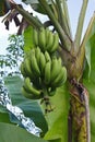 Kluai Hom thong banana Royalty Free Stock Photo