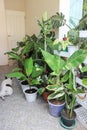 Kluai Tani Dang,.Musa balbisiana Colla.,Musa martini Van Geert or banana tree or plant and dog Royalty Free Stock Photo