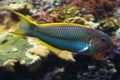 The Klunzinger`s wrasse  Thalassoma rueppellii. Royalty Free Stock Photo