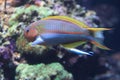 Klunzinger wrasse Royalty Free Stock Photo