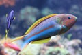 Klunzinger wrasse Royalty Free Stock Photo