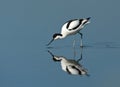 Kluut, Pied Avocet, Recurvirostra avosetta Royalty Free Stock Photo